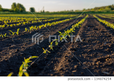 Young plants grow in neat rows on dark soil as the sun sets in the background of a rural field 134874254