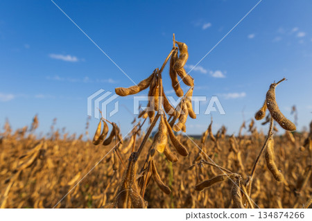 Soybeans grow tall in the field during afternoon light with blue sky and clouds in the background 134874266