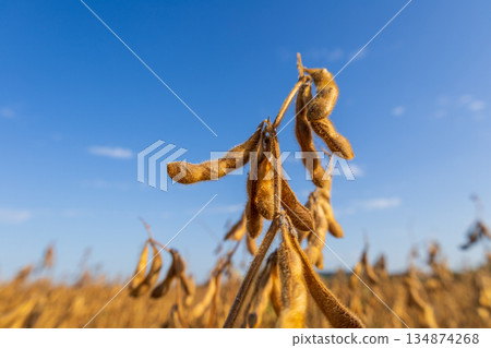 Soybean plants grow tall in a field with ripe pods ready for harvest on a clear and sunny day Soybean plants grow tall in a field with ripe pods ready for harvest on a clear and sunny day 134874268