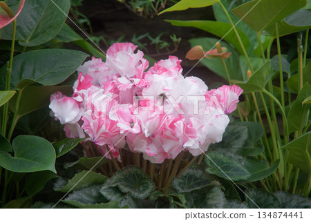 冬花仙客來 134874441