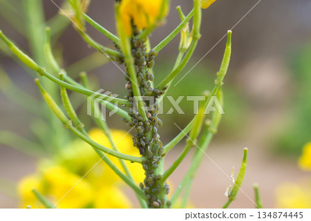 Pests: Aphids 134874445