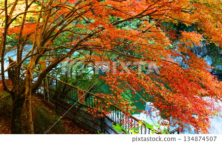 小淵狀公園的秋葉 小淵狀公園的秋葉 134874507