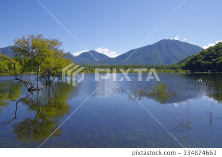 夏天的奧日光、小田代原 夏天的奧日光、小田代原 134874661