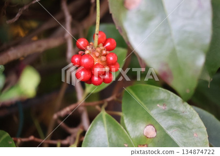 特寫鏡頭展現了枝條末端日本月桂樹的紅色漿果。 134874722