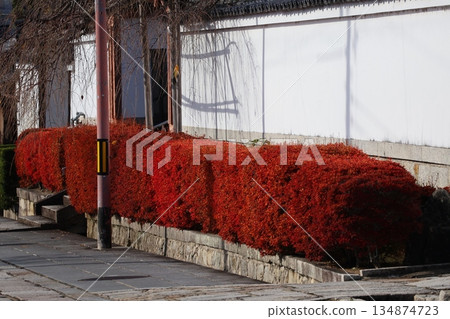 A townscape with white walls and red hedges of Enkianthus campanulata 134874723