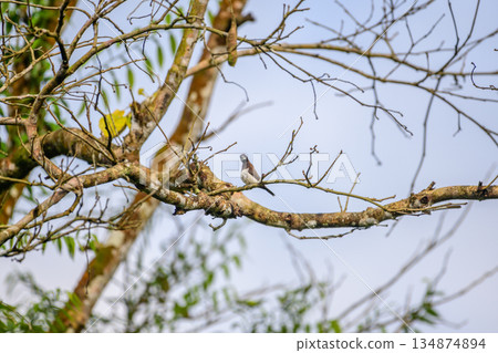 White rumped munia birds perches on bare tree branches against a clear sky White rumped munia birds perches on bare tree branches against a clear sky 134874894