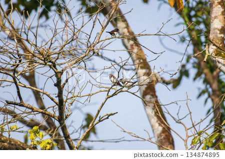 White rumped munia birds perches on bare tree branches against a clear sky 134874895