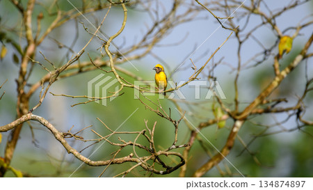 Baya Weaver bird perches on a network of bare branches against a soft, natural backdrop of greenery and sky 134874897