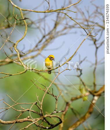 Baya Weaver bird perches on a network of bare branches against a soft, natural backdrop of greenery and sky Baya Weaver bird perches on a network of bare branches against a soft, natural backdrop of greenery and sky 134874899