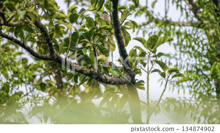 Crimson-fronted barbet bird perches on a tree branch against a lush green canopy Crimson-fronted barbet bird perches on a tree branch against a lush green canopy 134874902
