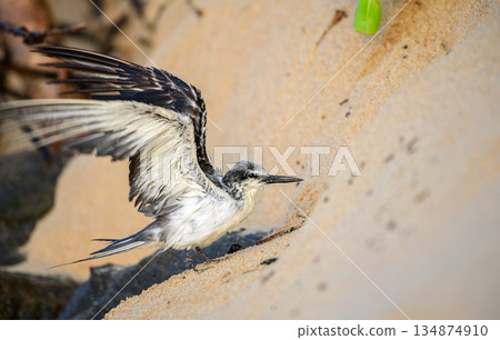 A wet Bridled tern seabird flaps its wings while standing on sandy coastal terrain in a natural shoreline habitat A wet Bridled tern seabird flaps its wings while standing on sandy coastal terrain in a natural shoreline habitat 134874910