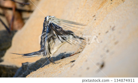 A wet Bridled tern seabird flaps its wings while standing on sandy coastal terrain in a natural shoreline habitat A wet Bridled tern seabird flaps its wings while standing on sandy coastal terrain in a natural shoreline habitat 134874911