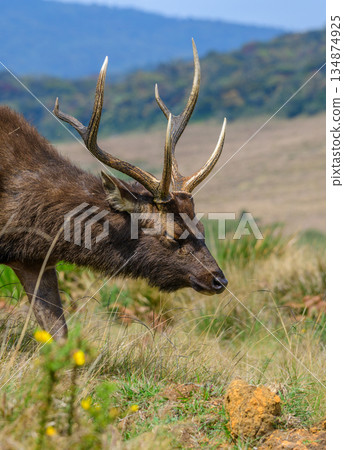 Sri Lankan sambar deer grazing on open highland grassland with distant mountains in the background 134874925