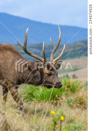 Sri Lankan sambar deer walks calmly on open highland grassland with mountains and a soft sky in the background 134874926
