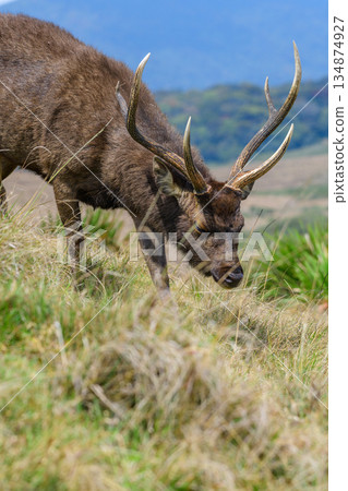 Sri Lankan sambar deer grazing on open highland grassland with distant mountains in the background 134874927