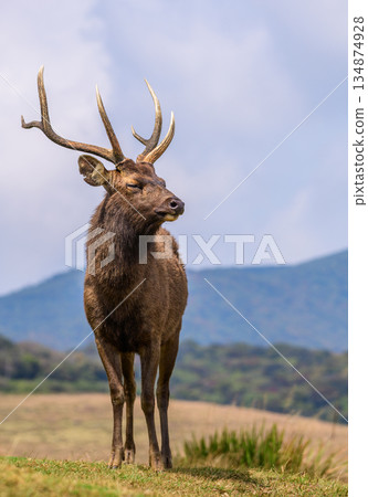 Sri Lankan sambar deer stands calmly on open highland grassland with mountains and a soft sky in the background 134874928