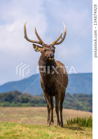 Sri Lankan sambar deer stands calmly on open highland grassland with mountains and a soft sky in the background 134874929