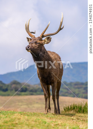 A sambar deer stands calmly on open highland grassland with mountains and a soft sky in the background 134874931