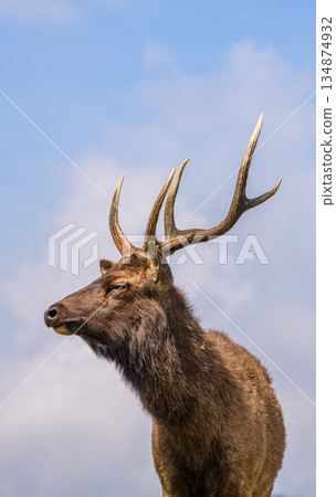 Sri Lankan sambar deer with big antlers, close-up portrait photo against a sky background 134874932