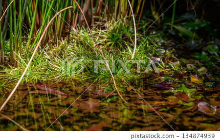 Aquatic plants and submerged leaves in a clear freshwater in Horton Plains National Park. 134874939