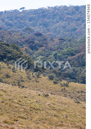 A rolling grassland slope meets a dense, multicolored montane forest in a high-elevation wilderness, Horton Plains National Park landscape 134874948