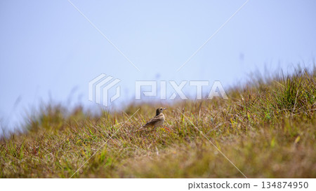 Richard's pipit bird stands alert among windswept highland grass in its natural montane habitat in Horton Plains National Park Richard's pipit bird stands alert among windswept highland grass in its natural montane habitat in Horton Plains National Park 134874950