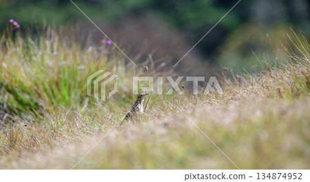 Richard's pipit bird stands alert among windswept highland grass in its natural montane habitat in Horton Plains National Park 134874952