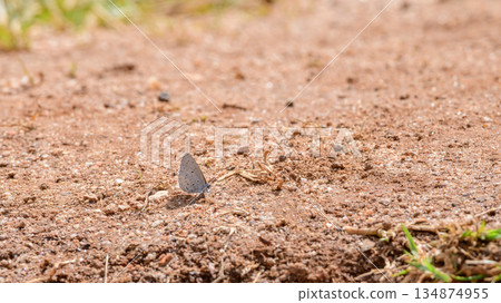 A small butterfly mud-puddling on sunlit gravel ground in a dry open habitat. Suck water and dissolved nutrients from moist ground 134874955