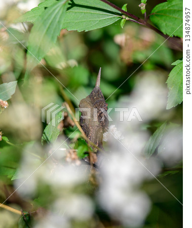 Rhino-horned Lizard peers through dense foliage in its natural highland habitat in Horton Plains National Park. 134874957