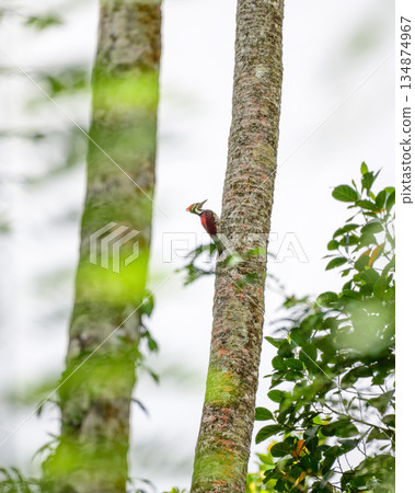 Red-backed flameback woodpecker bird clings to a coconut tree trunk in a bright, open forest habitat 134874967