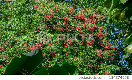Ripe rambutan fruits hang densely among lush green rambutan tree foliage. Rambutan fruit clusters are ready to harvest. 134874968