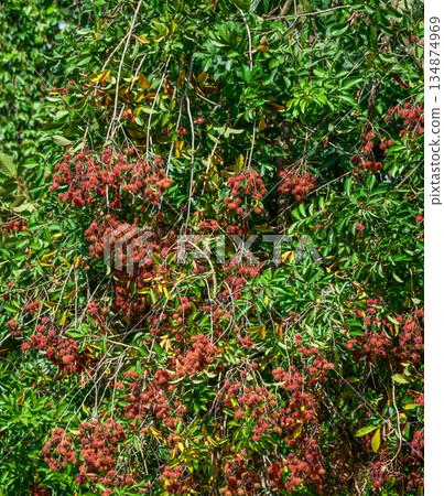 Ripe rambutan fruits hang densely among lush green rambutan tree foliage. Rambutan fruit clusters are ready to harvest. Ripe rambutan fruits hang densely among lush green rambutan tree foliage. Rambutan fruit clusters are ready to harvest. 134874969