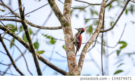 Red-backed flameback clings to a mossy tree trunk in a bright, open forest habitat 134874971