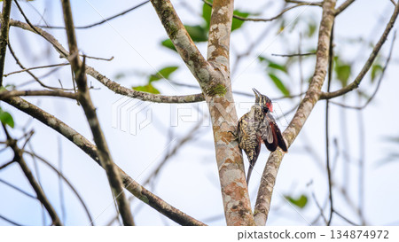 Red-backed flameback clings to a mossy tree trunk in a bright, open forest habitat 134874972