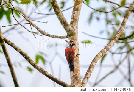 Red-backed flameback clings to a mossy tree trunk in a bright, open forest habitat 134874976