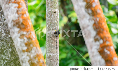 A myna bird emerges from a tree hole nest, framed by textured coconut tree trunks and lush green forest habitat A myna bird emerges from a tree hole nest, framed by textured coconut tree trunks and lush green forest habitat 134874979