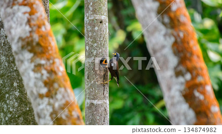 A myna bird feeds its hungry chick from a tree hole nest, framed by textured coconut tree trunks and lush green forest habitat A myna bird feeds its hungry chick from a tree hole nest, framed by textured coconut tree trunks and lush green forest habitat 134874982