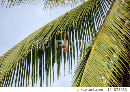 A finely woven baya weaver nest hangs beneath long palm fronds, illuminated by warm sunlight against a clear sky A finely woven baya weaver nest hangs beneath long palm fronds, illuminated by warm sunlight against a clear sky 134874983