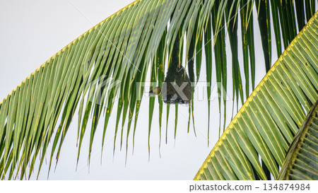 Baya weaver bird hangs beneath a sunlit palm frond as it skillfully builds its intricately woven nest in a lush tropical habitat Baya weaver bird hangs beneath a sunlit palm frond as it skillfully builds its intricately woven nest in a lush tropical habitat 134874984