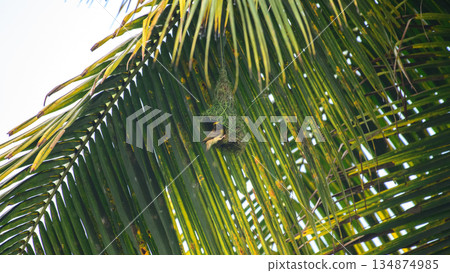 Baya weaver bird hangs beneath a sunlit palm frond as it skillfully builds its intricately woven nest in a lush tropical habitat 134874985