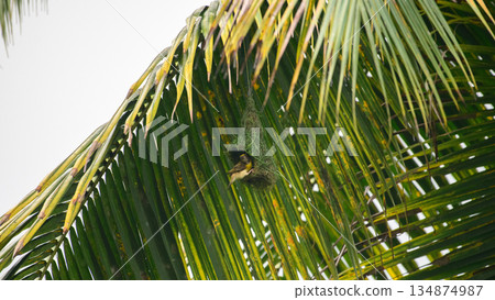 Baya weaver bird hangs beneath a sunlit palm frond as it skillfully builds its intricately woven nest in a lush tropical habitat 134874987