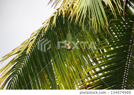 Baya weaver bird hangs beneath a sunlit palm frond as it skillfully builds its intricately woven nest in a lush tropical habitat Baya weaver bird hangs beneath a sunlit palm frond as it skillfully builds its intricately woven nest in a lush tropical habitat 134874989