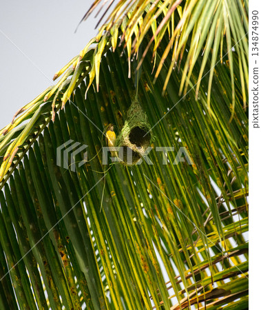 Baya weaver bird hangs beneath a sunlit palm frond as it skillfully builds its intricately woven nest in a lush tropical habitat 134874990