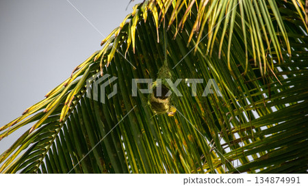 Baya weaver bird hangs beneath a sunlit palm frond as it skillfully builds its intricately woven nest in a lush tropical habitat 134874991