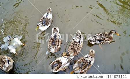 Flock of ducks swimming in a pond 134875121