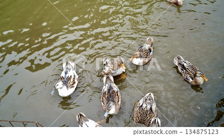 Flock of ducks swimming in a pond 134875123