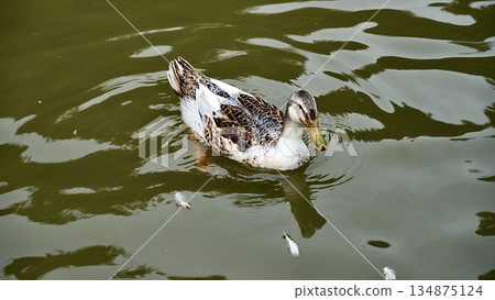 Cargamo swimming in the pond Cargamo swimming in the pond 134875124
