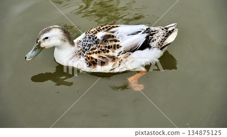 Cargamo swimming in the pond 134875125