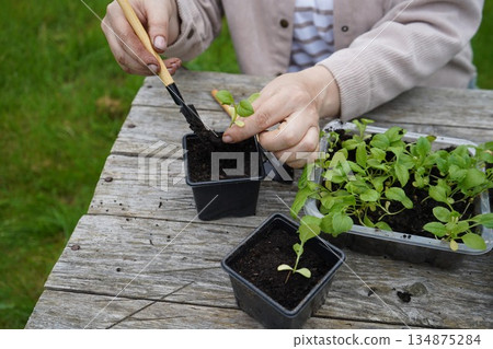 Gently, the farmer settles the aster seedlings into pots, ensuring their roots are perfectly covered. Gently, the farmer settles the aster seedlings into pots, ensuring their roots are perfectly covered. 134875284