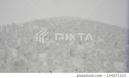 山形縣藏王市銀裝素裹的霜樹世界 134875323